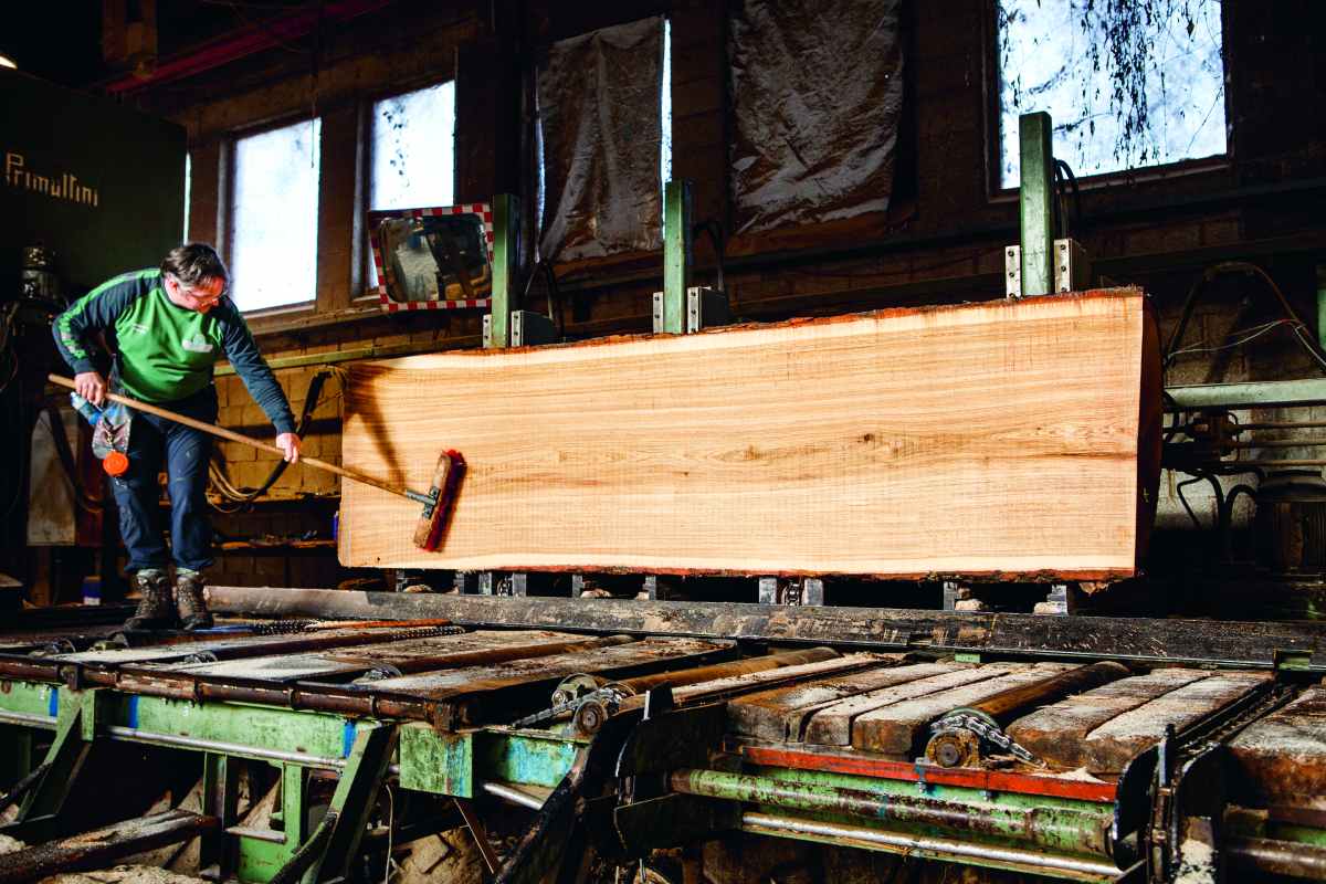 Wald Eichenstamm 9872