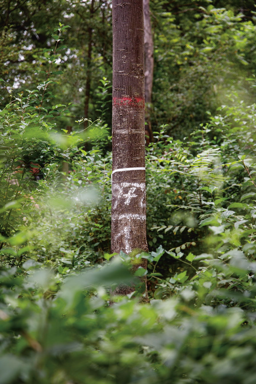 Wald EschenSterben 1.8.24 PRINT 8139