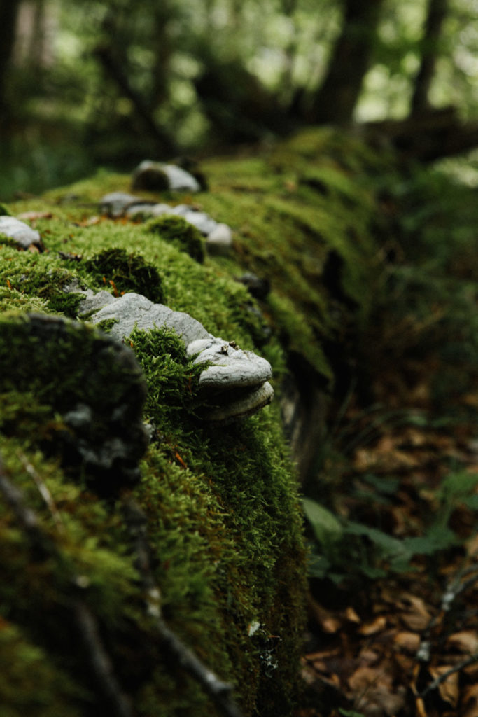 Der WALD-Frühlingsound 9 WALD 38 1 WEB 1