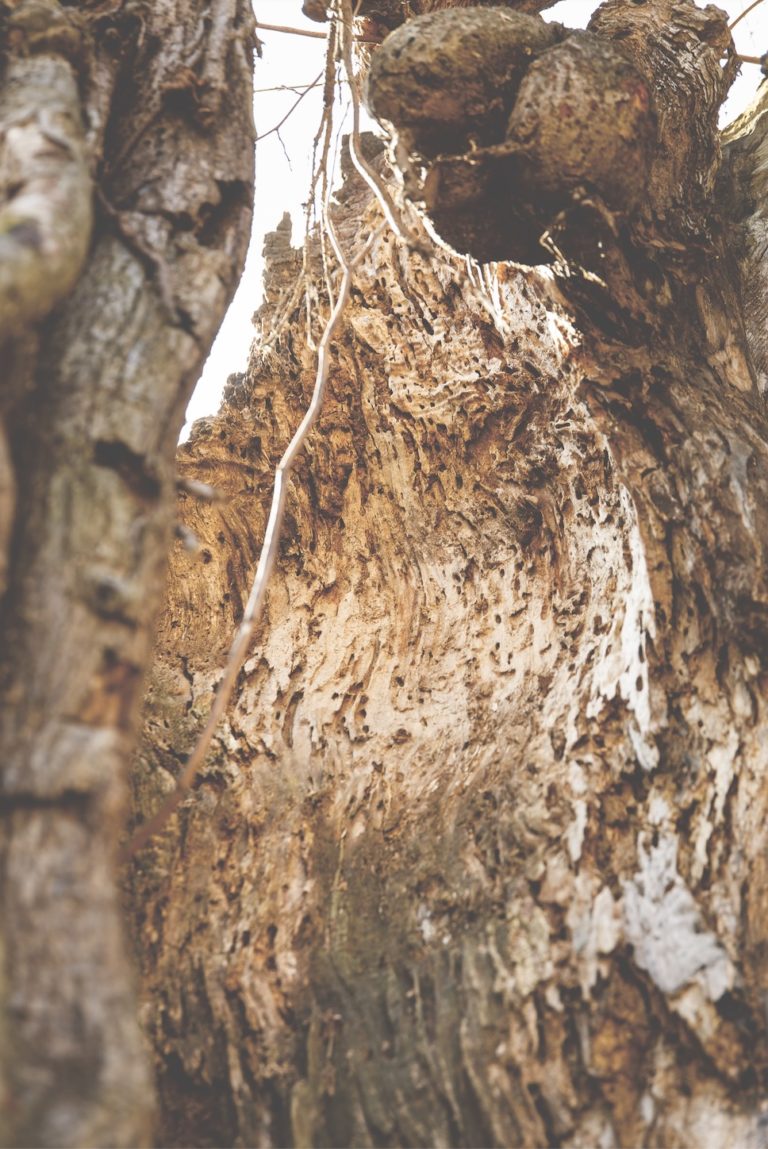 Auf der Suche nach dem Frühling 4 Vogel web