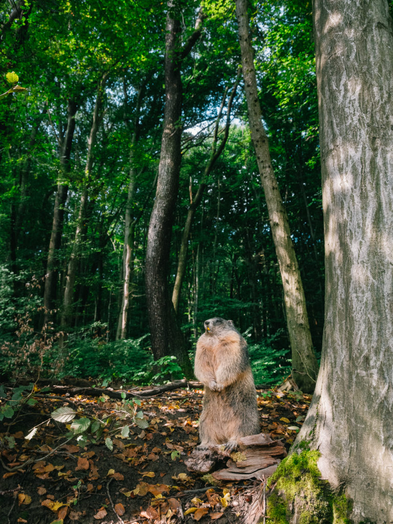 Ausg'stopft ist 2 Präparatoren Ausgestopfte Tiere Ausg'stopft is Wald 59 Herbst