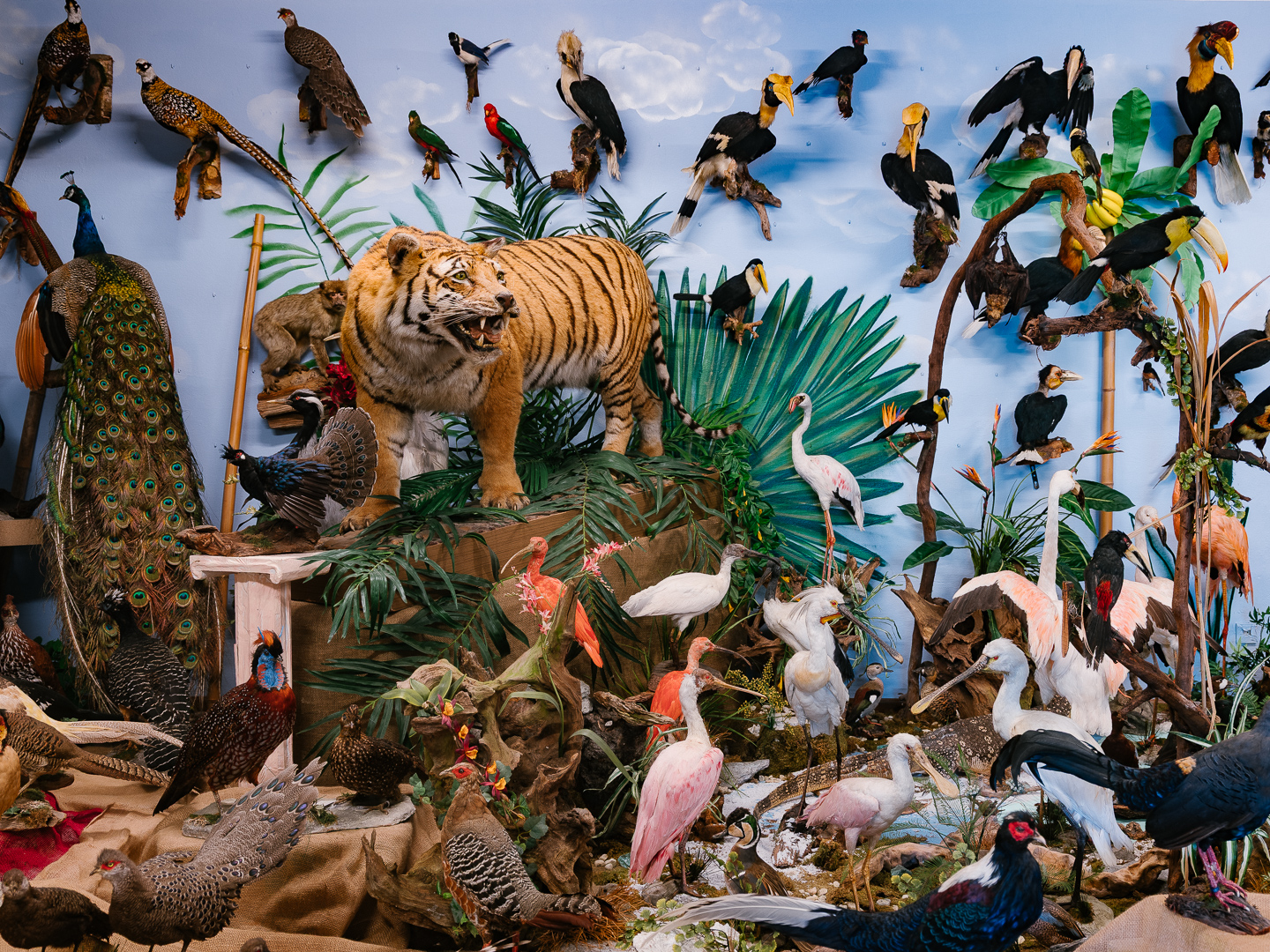 Präparatoren Ausgestopfte Tiere Ausg'stopft is Wald 59 Herbst