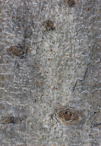 Mittel 2 februar2026