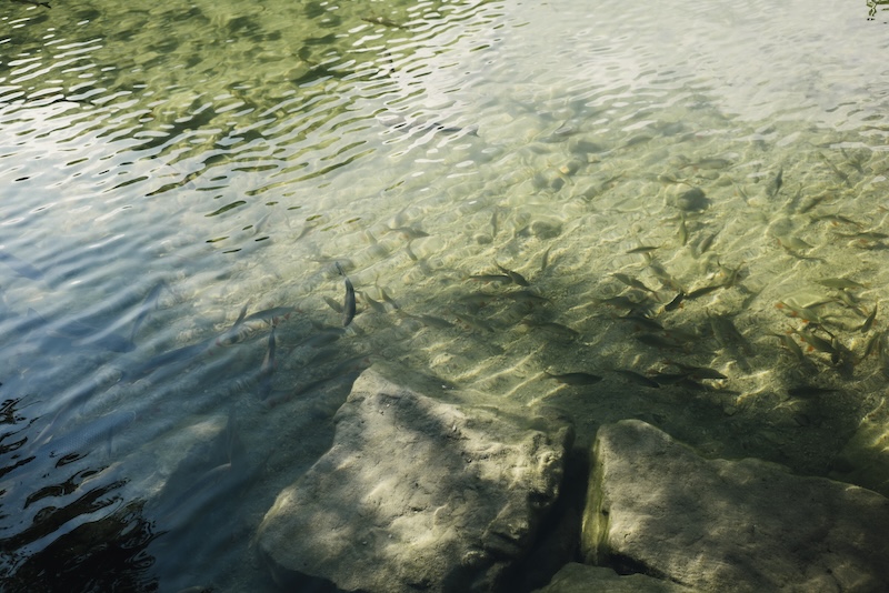 Fische im Wasser am seichten Ufer des Gleinkersee