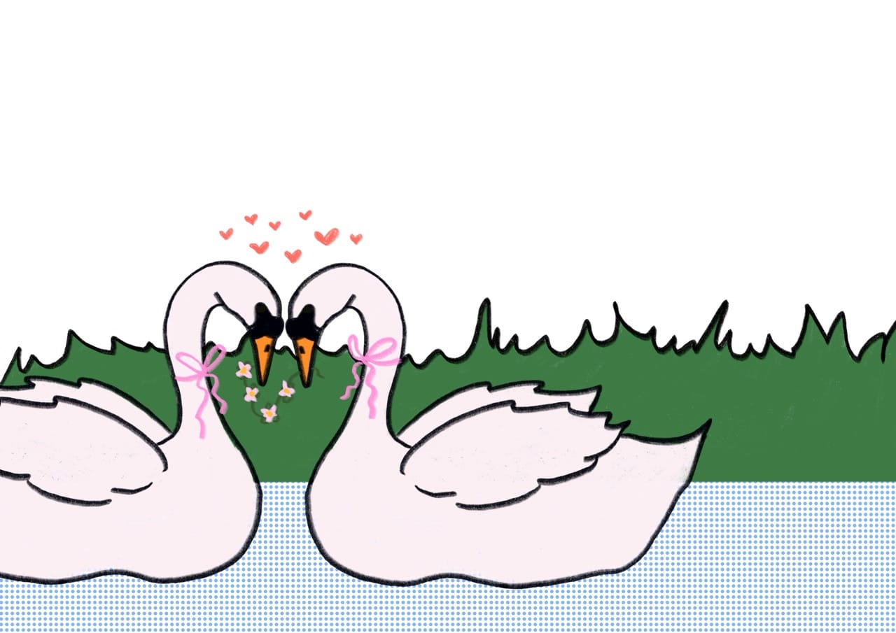 Gross Schwan1