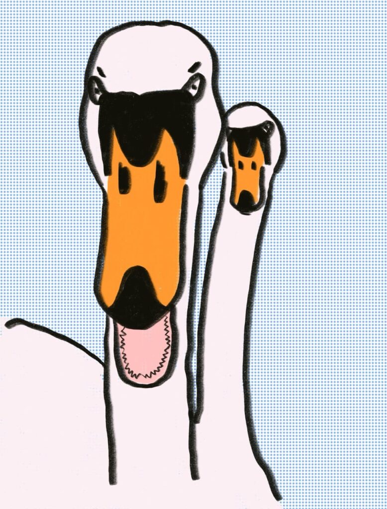 Gross Schwan4