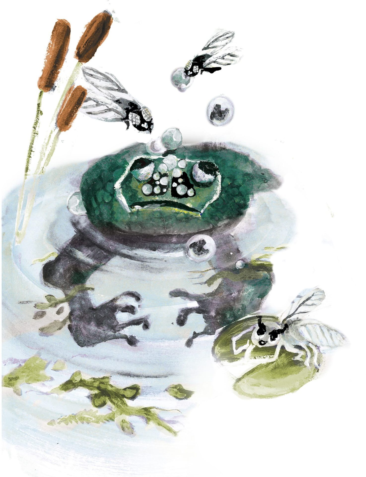 Kroetengoldfliege e1791452276736